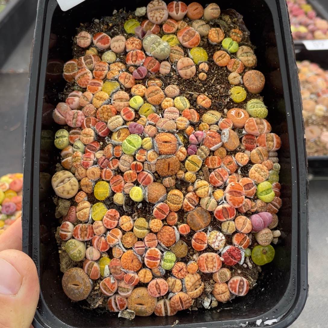 红陶00000000000108