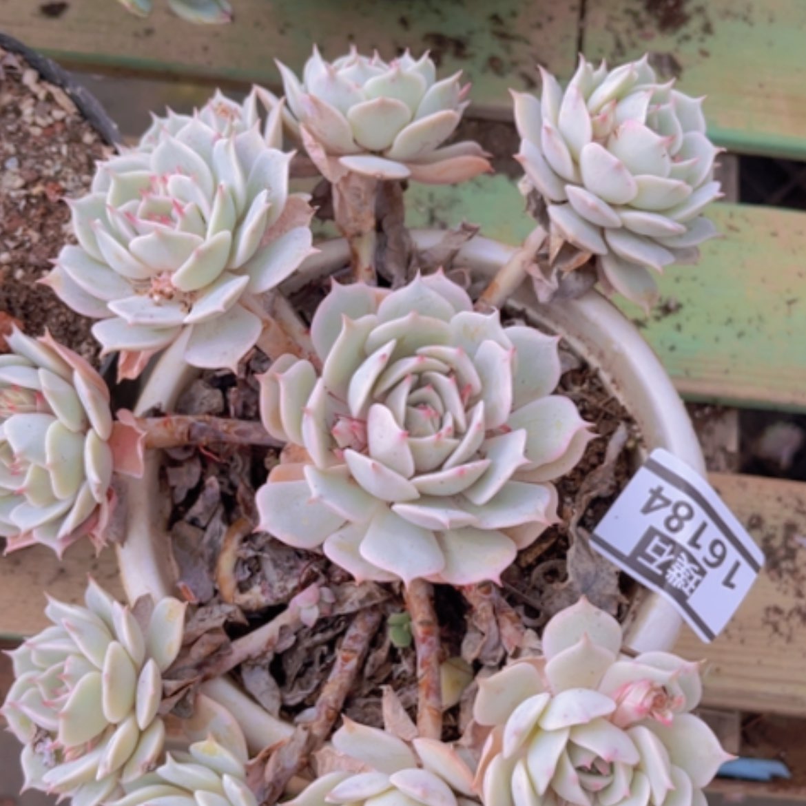 【闪购商品】露娜莲16184