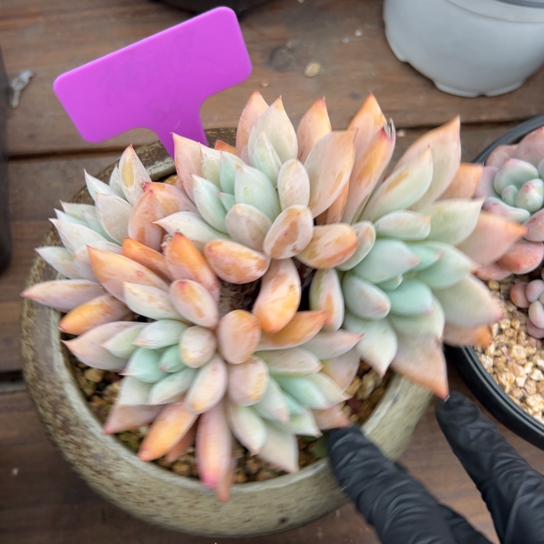 暮光1111111111111111