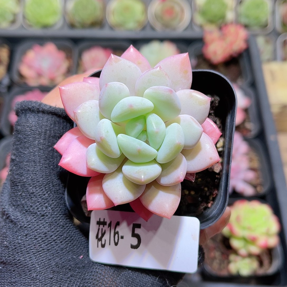 花16-05玉兔单头