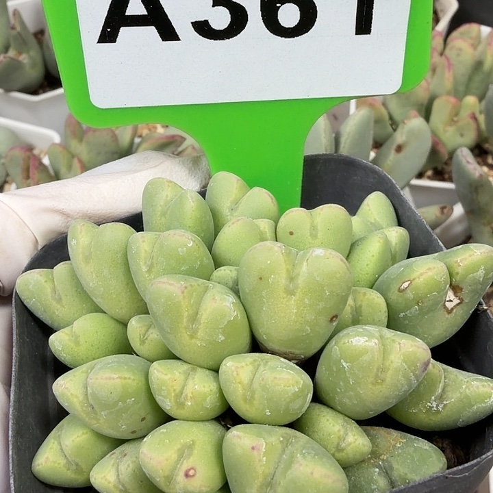 果***m361小心翼翼小心翼翼小心翼翼