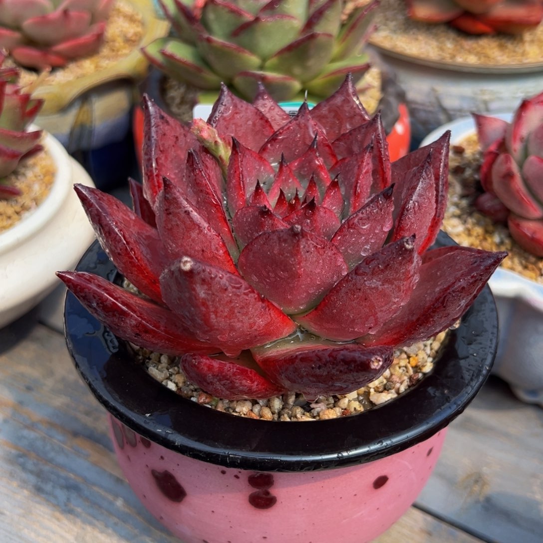 从前慢多肉精选编号0304.335