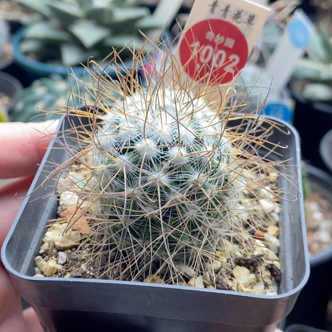 实生狂刺海泉一颗仙人球