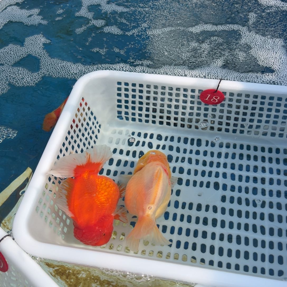 山***炁金鱼你好吗亲爱你的我