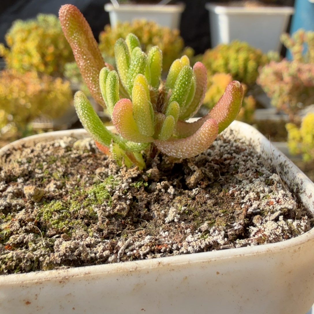 A804琉璃拉丝花花锦