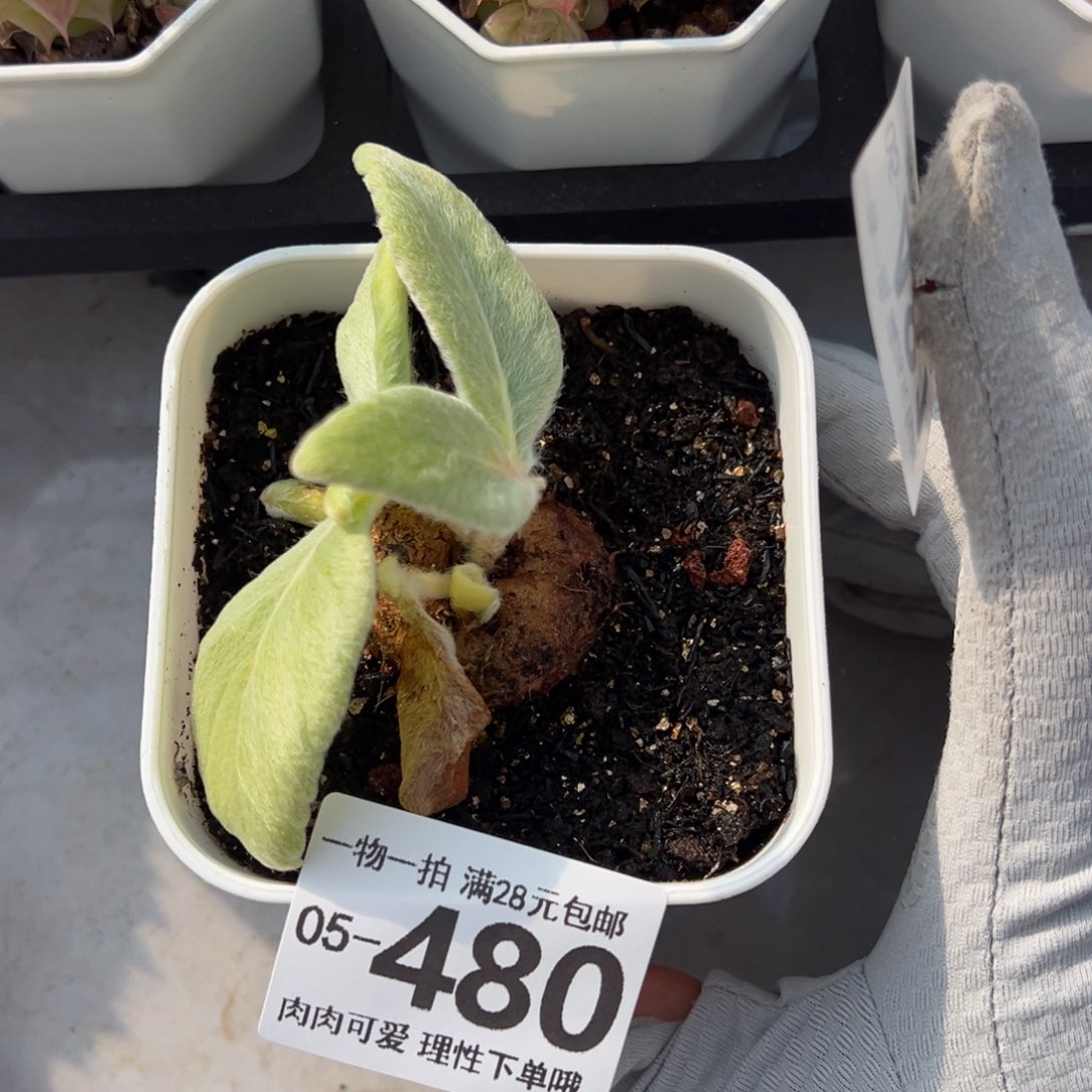 断崖女王多肉多肉多肉多肉