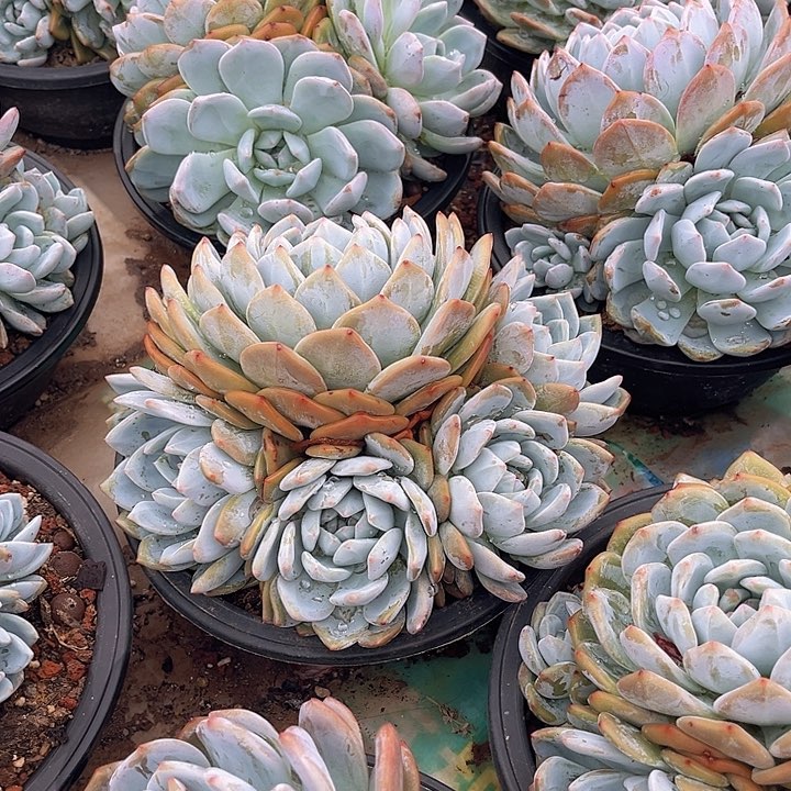 星影大群，官服20