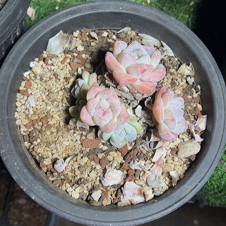 冰玉群生多头多肉