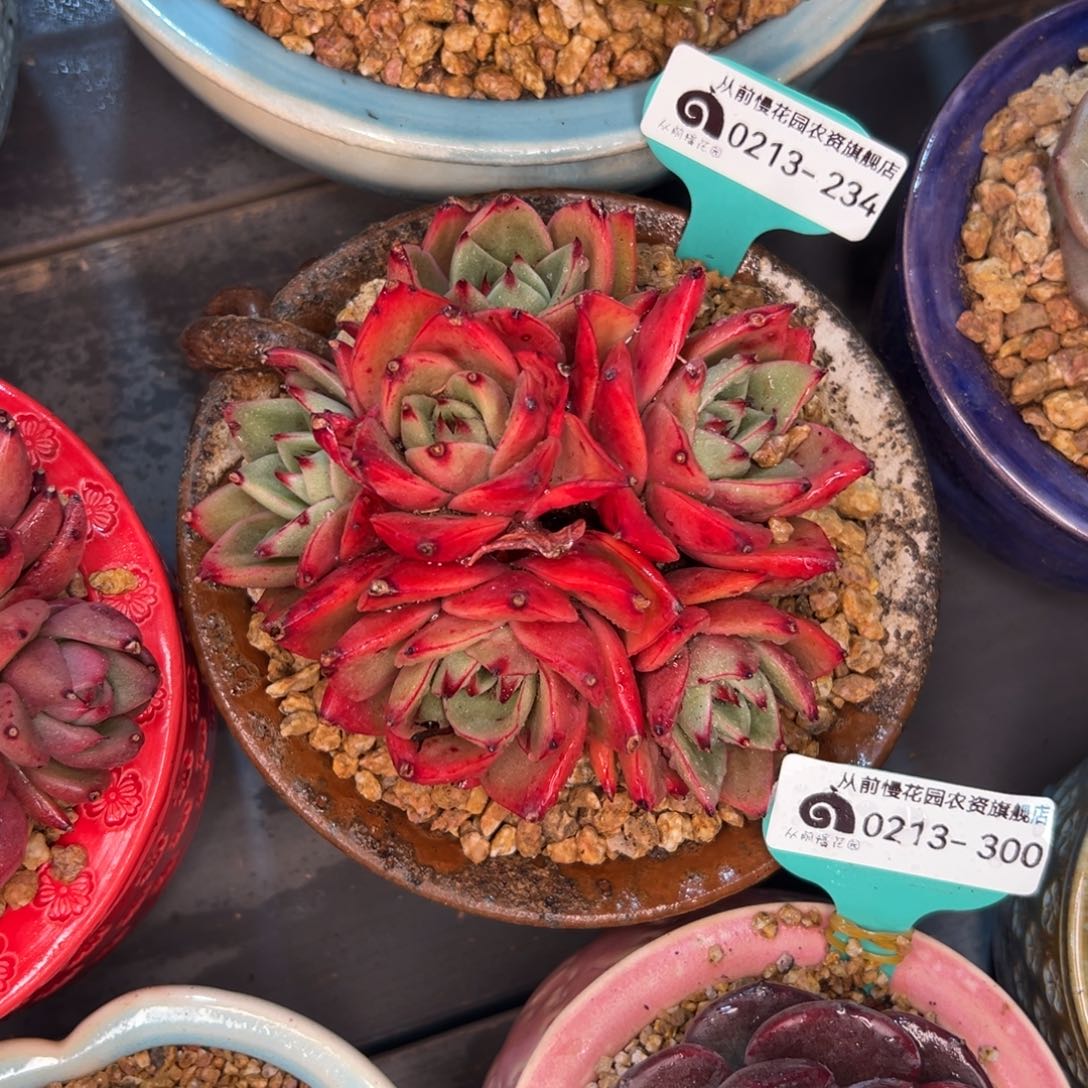 多肉一物一拍0213-，234