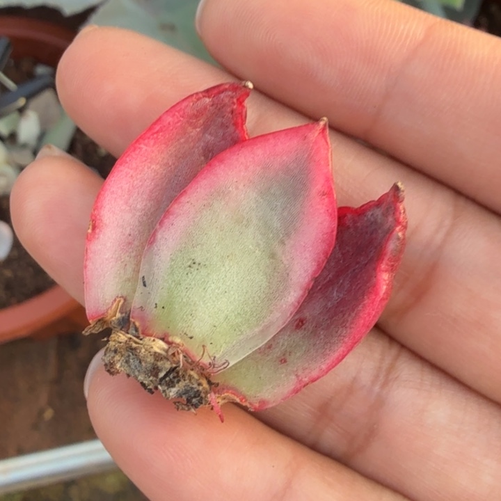 金蝉锦一刻叶片的如今