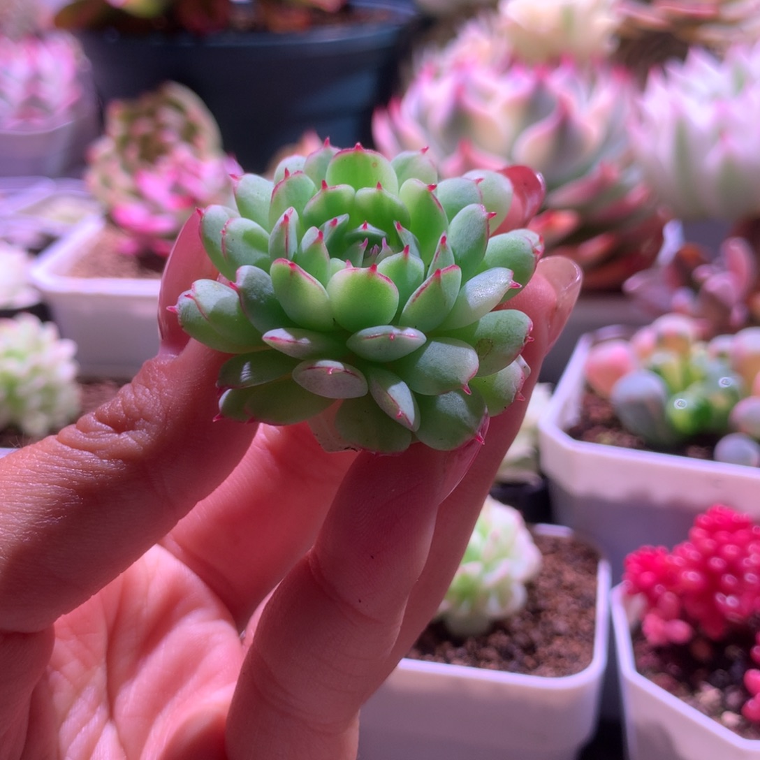 花***菜小红衣拉丝锦有杆子