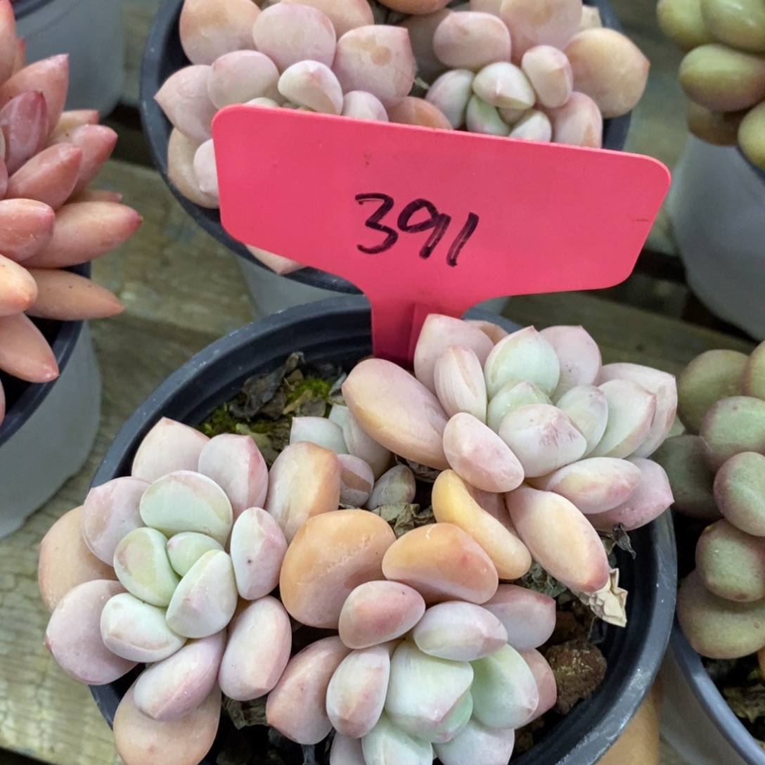 开心多肉，首播第一场，欢迎