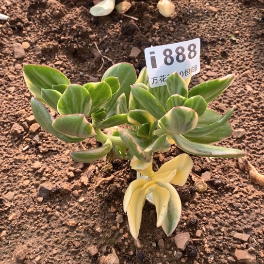 888三色堇花月多肉植物