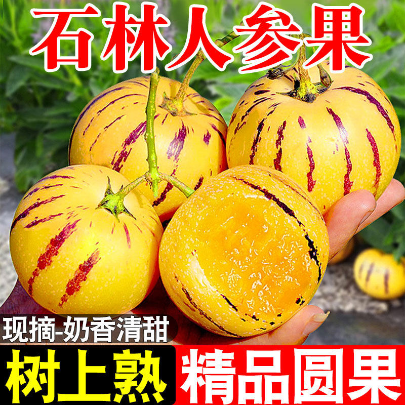 云南石林果树上自然成熟黄肉圆果新鲜多汁清甜好吃人参果人生果