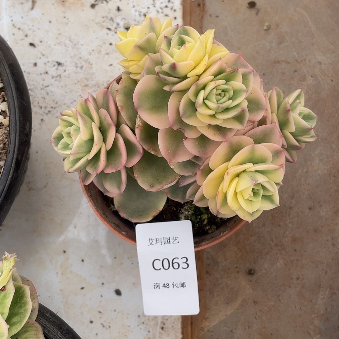 蜡牡丹锦063 多肉多肉多肉