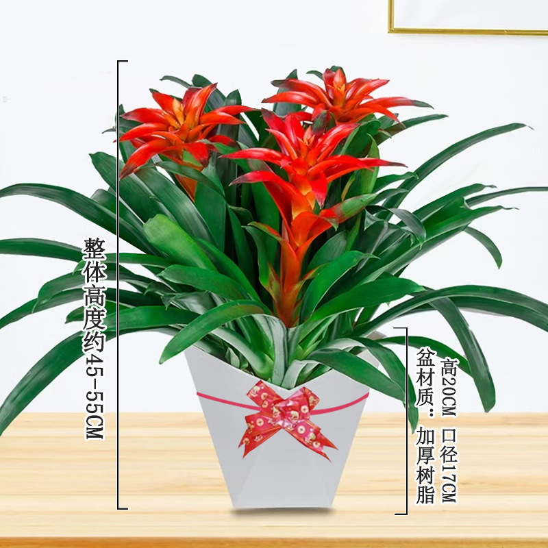 【三颗装】鸿运当头室内客厅好养的凤梨花卉绿植盆栽室内绿植办公室