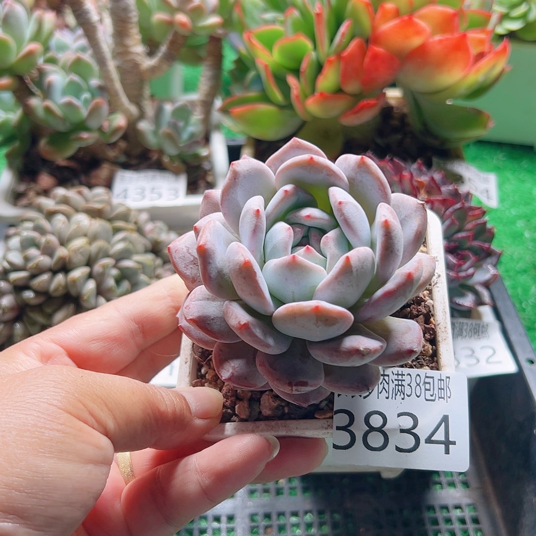 无花朵多肉一物一拍植物3834