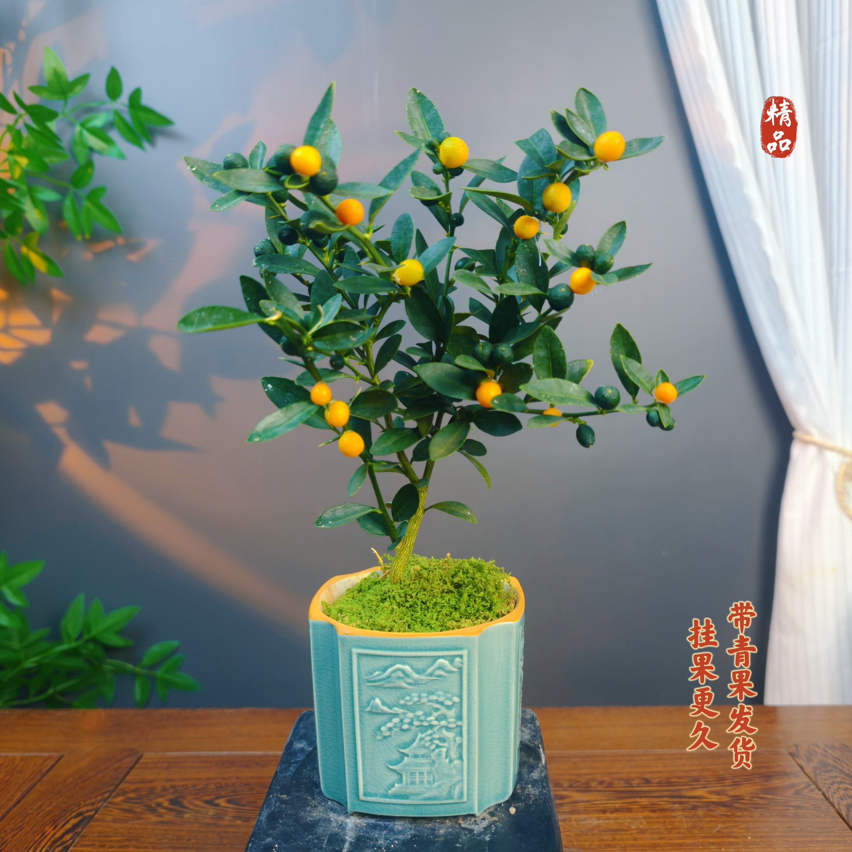 5 棒棒糖【福豆】带果景德浮雕陶瓷盆室内高端茶桌盆景绿植好养易活