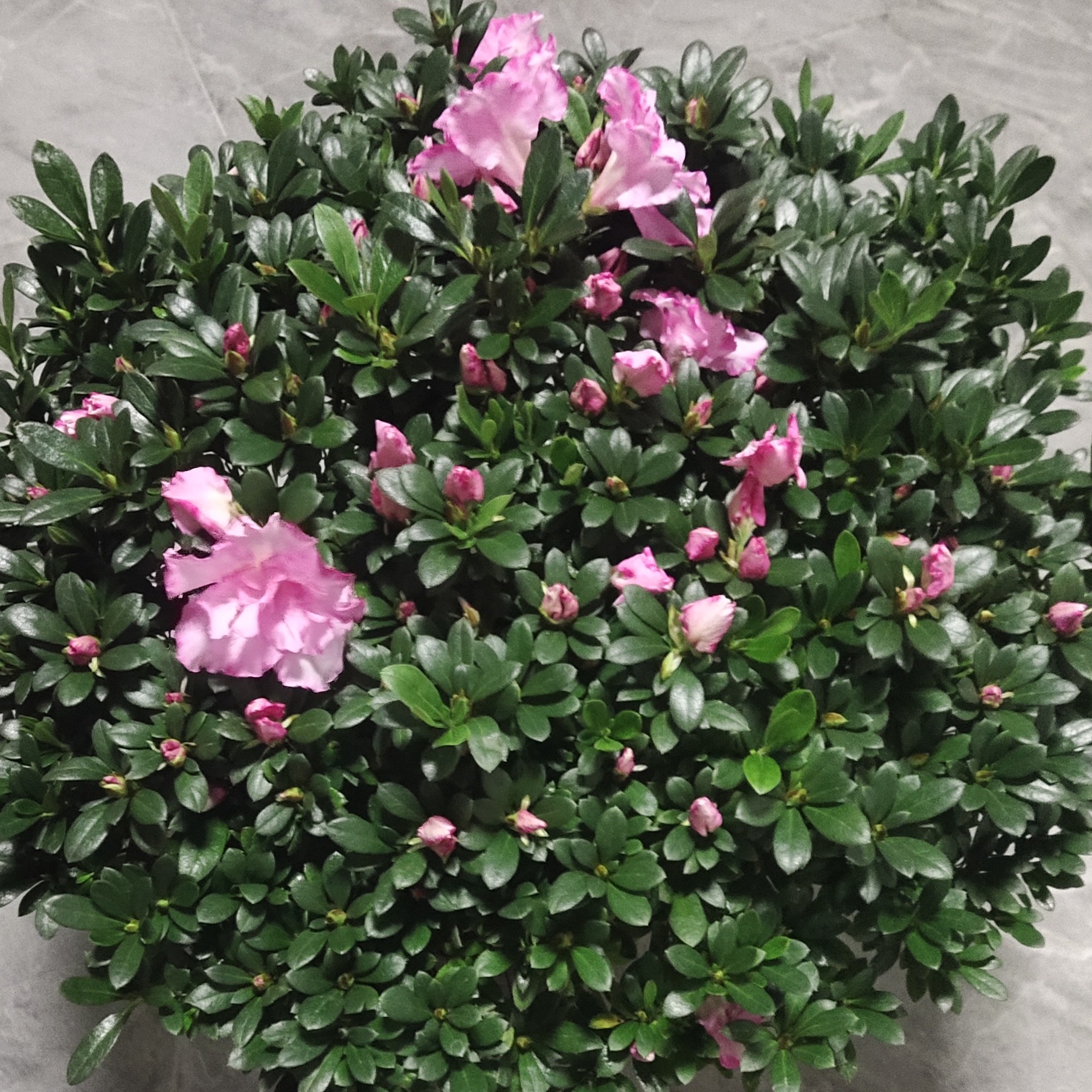 粉西玛杜鹃花四季开花盆载室内外观赏植物