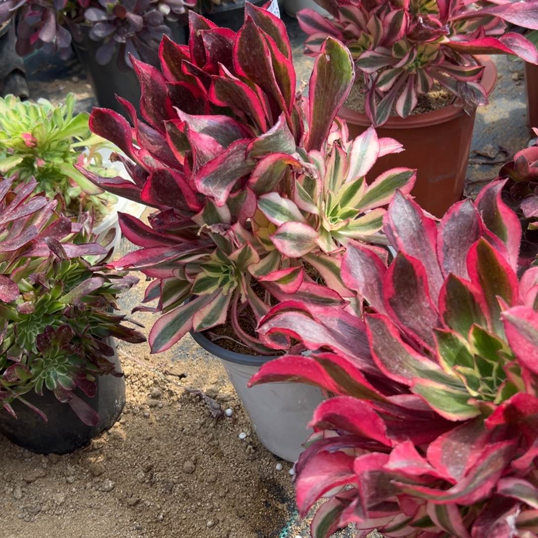 223魅影多肉植物系