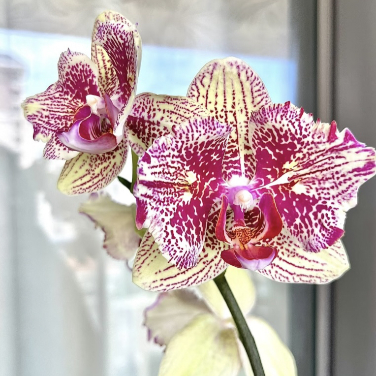 变异蝴蝶兰张飞有返祖率不带花（仅是苗），基地直发