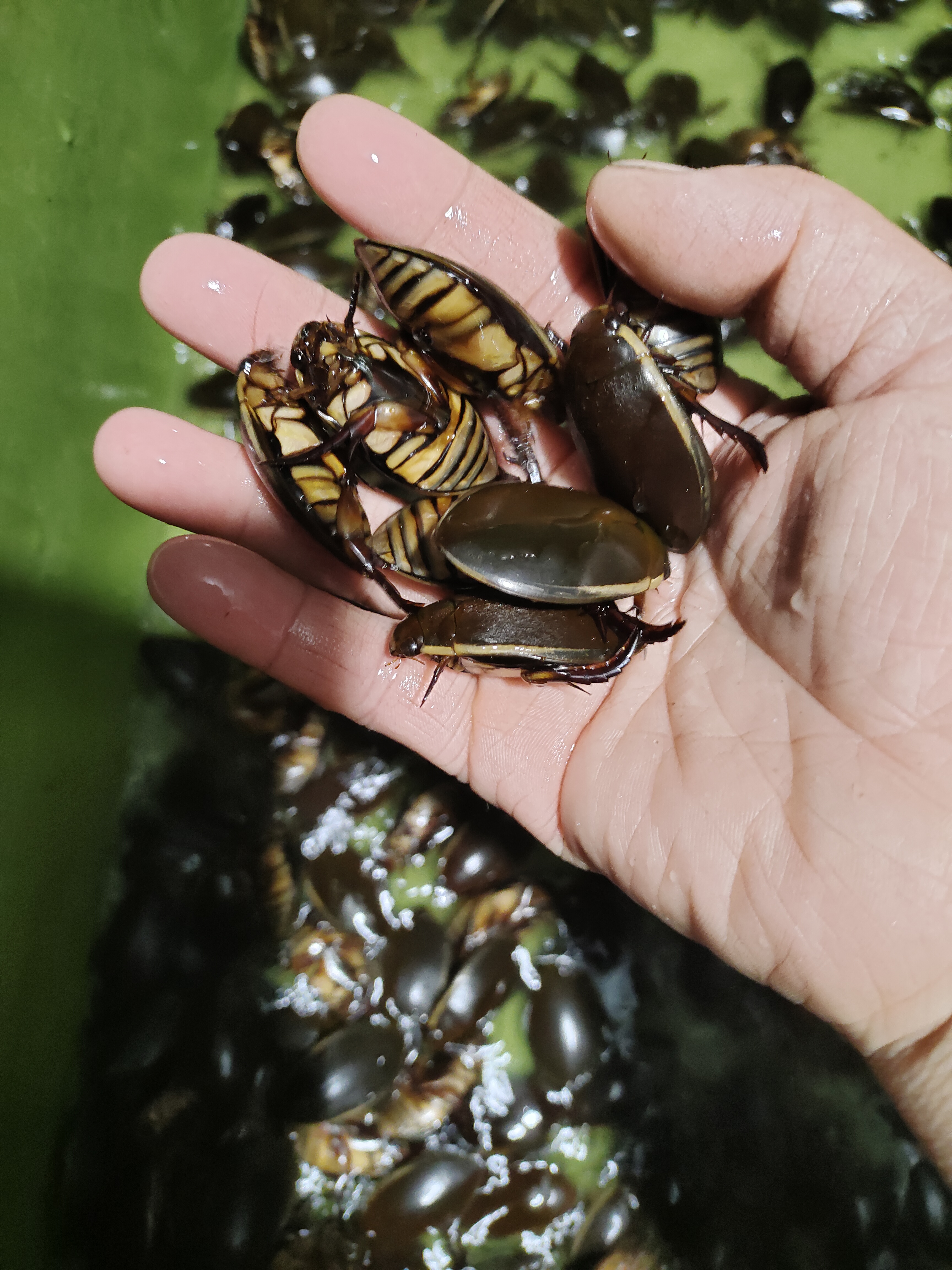 大花老鳖活体发货保鲜不保活（远道空运水老鳖）