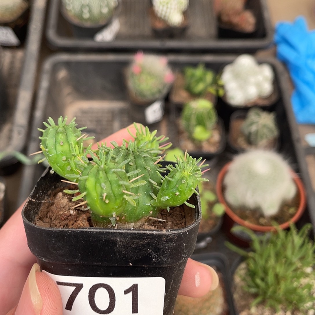 701火麒麟（满18包邮）