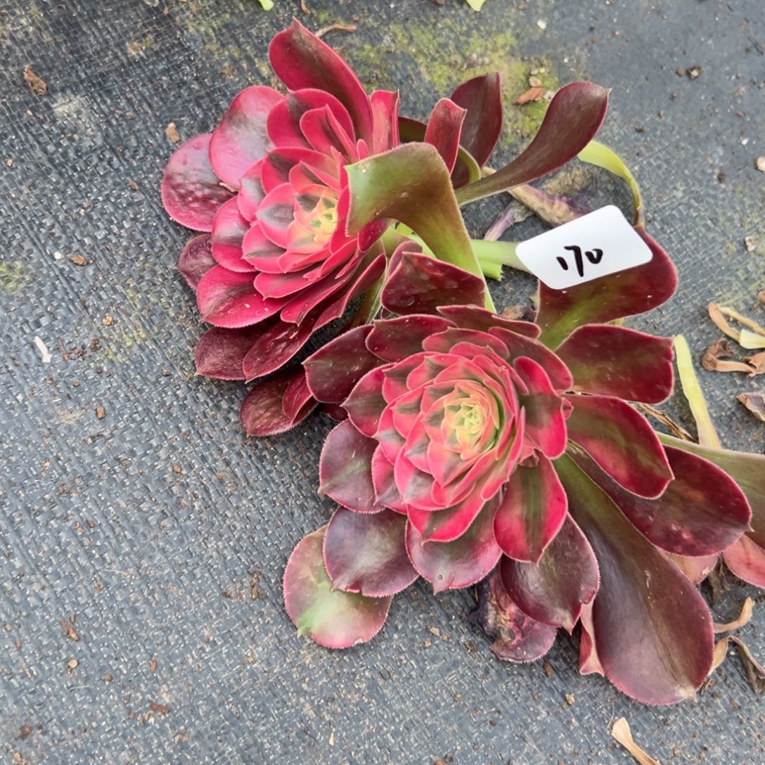 浅***然170香妃砍头两个糯柔