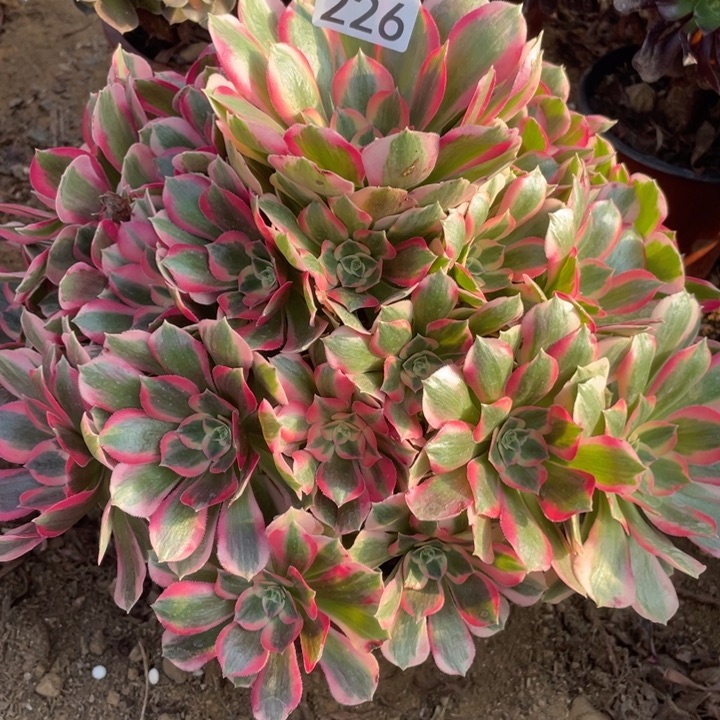无花朵226多肉植物粉女郎