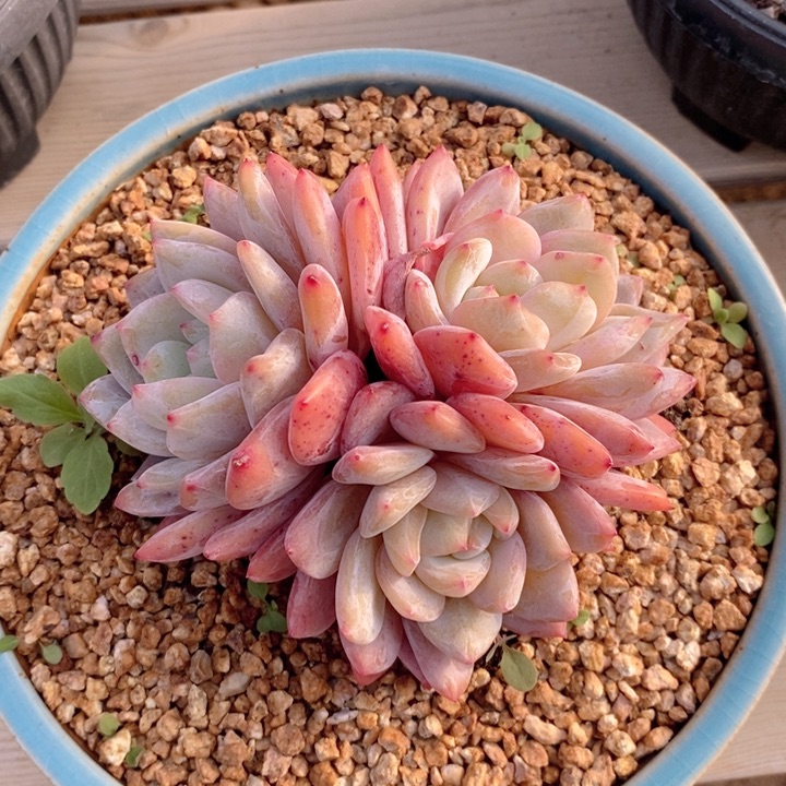 梦露 韩货精品666