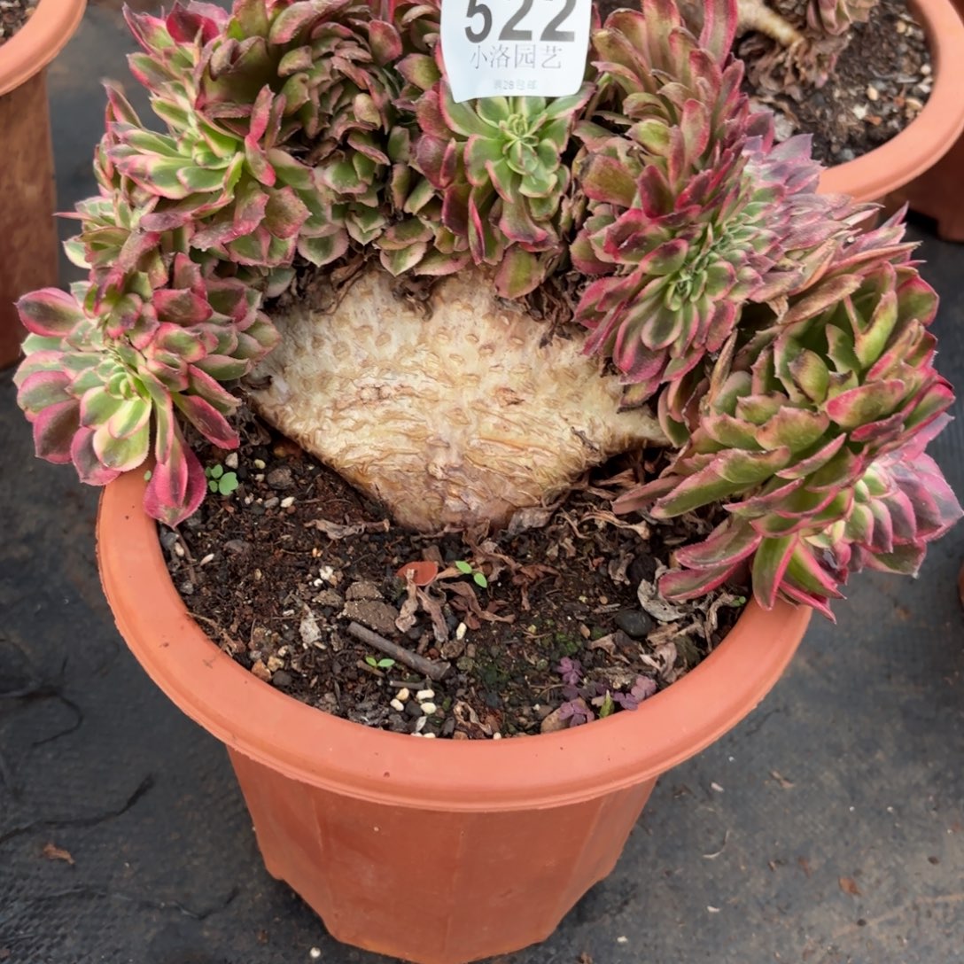 522号荔枝缀化多肉植物