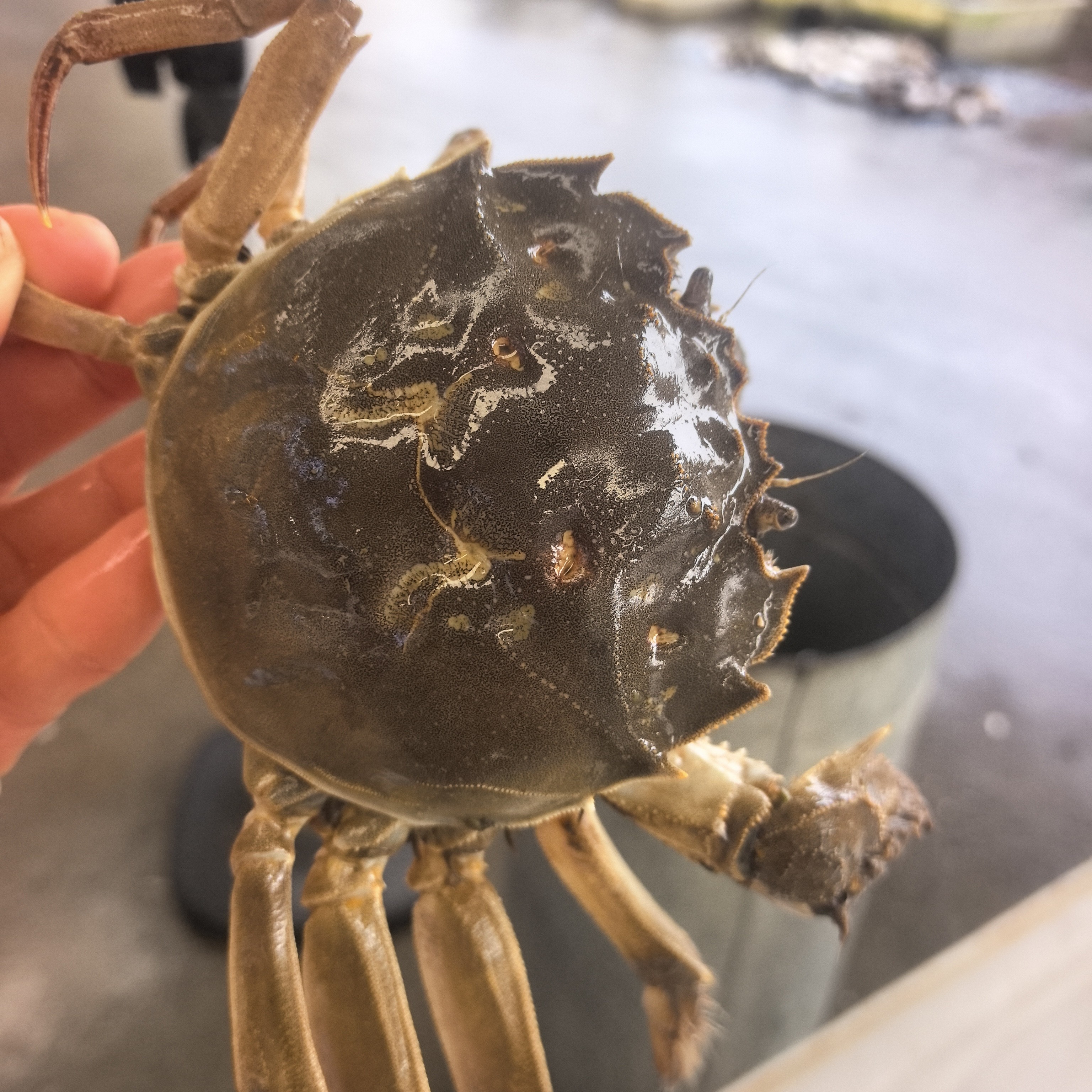 特价掉腿公蟹35元一斤3-5两一只