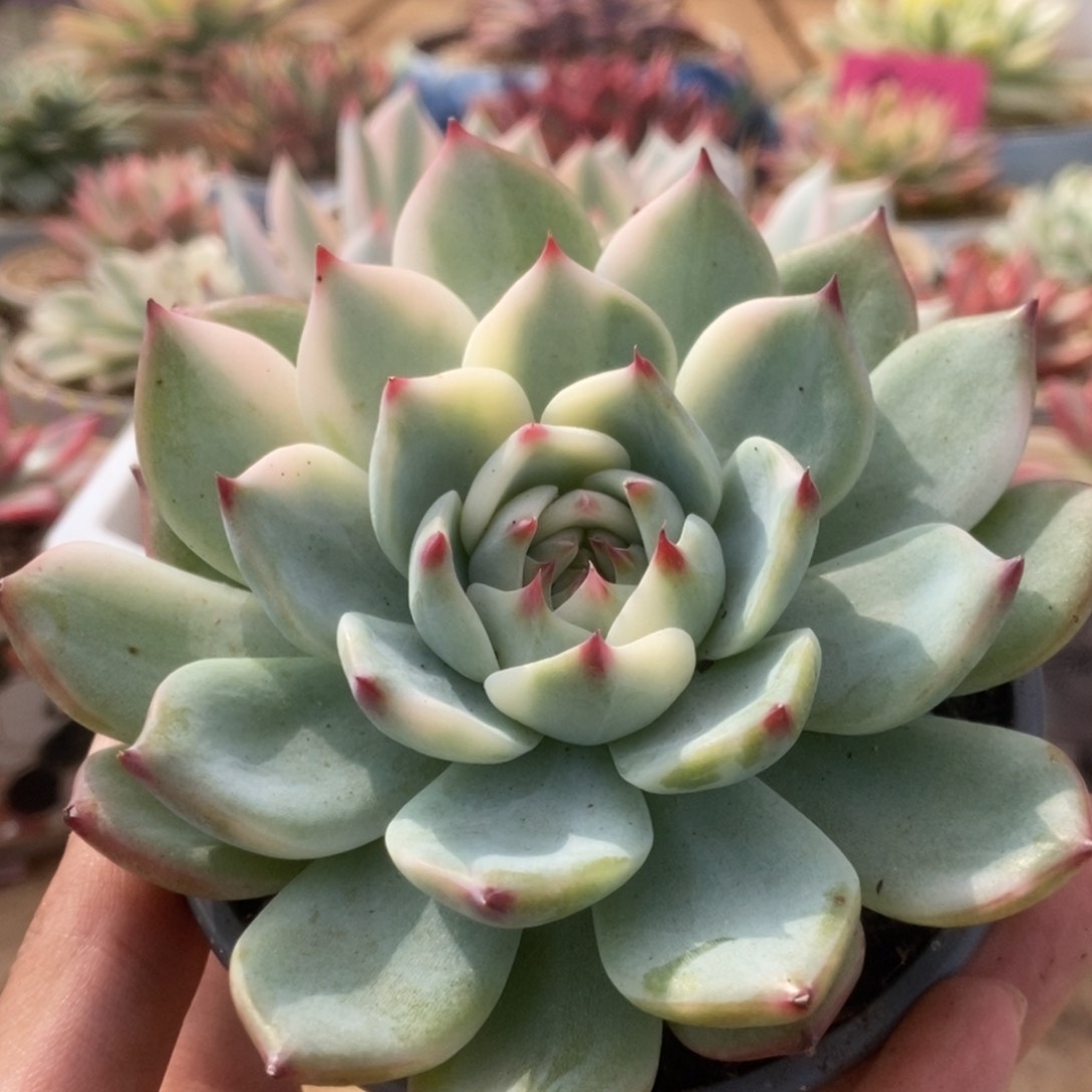 198锦锦锦锦锦锦锦锦锦