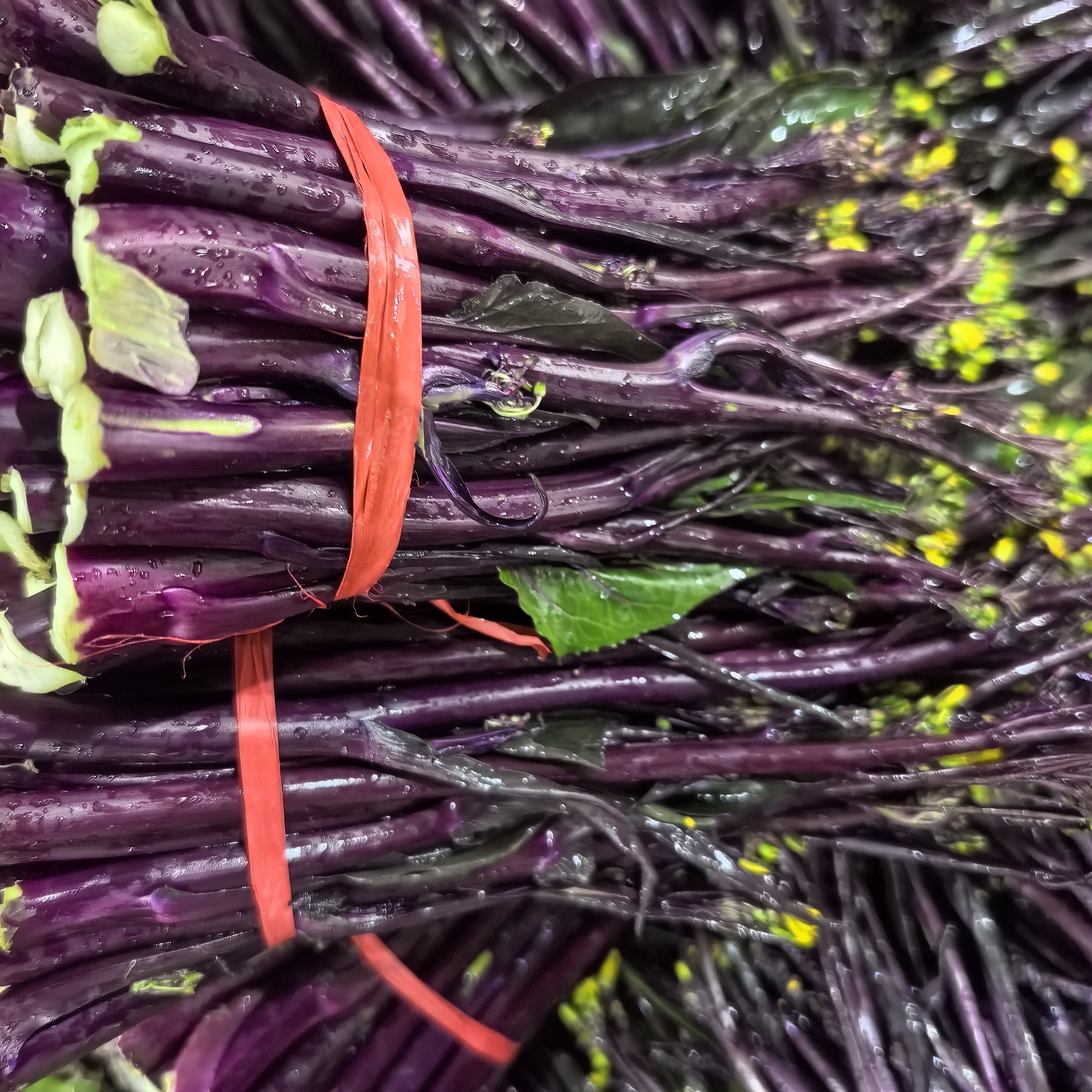 赶场链接贵州高山农家自种新鲜红菜苔露天现摘紫菜苔菜红子