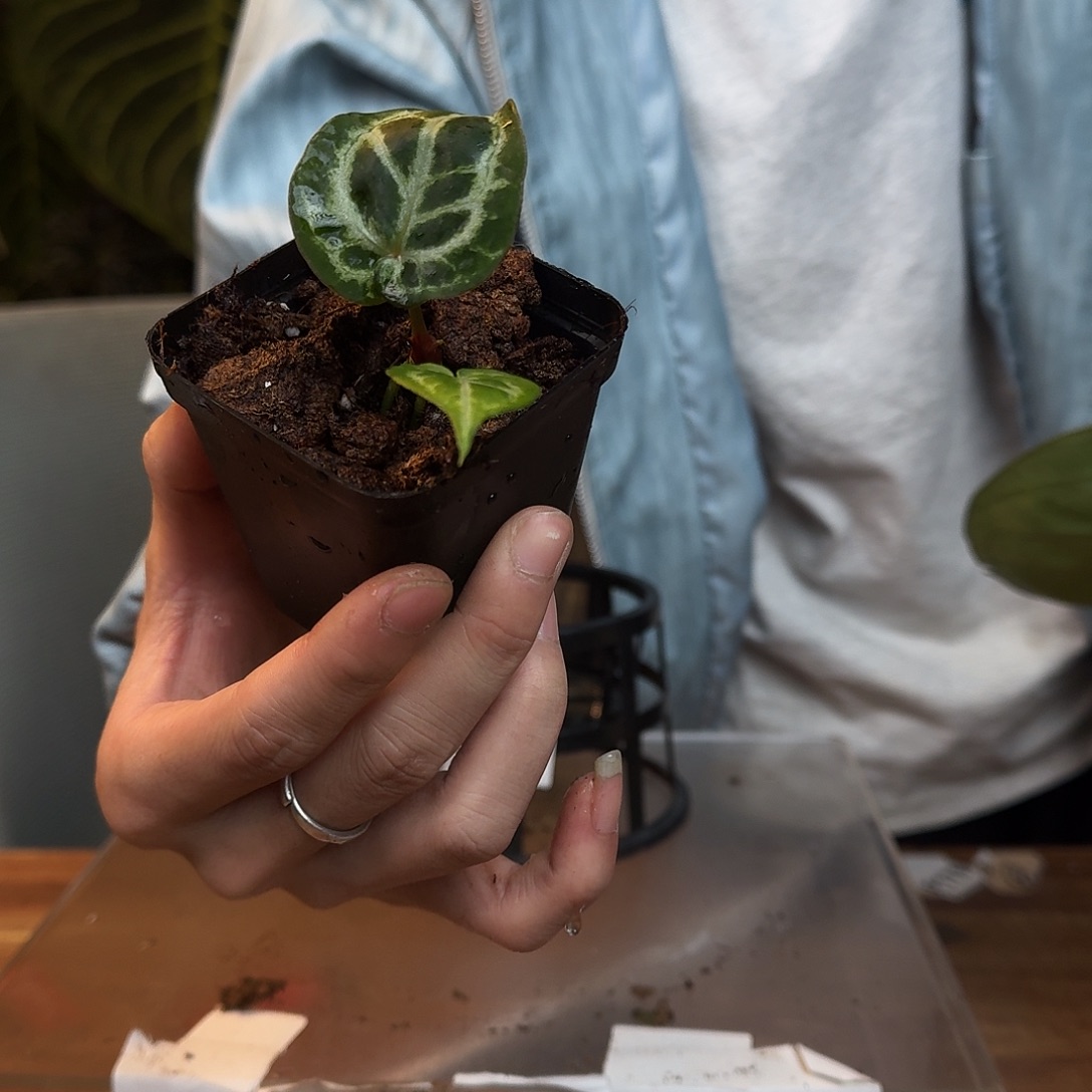 一***勺不开花植物G196感谢姐