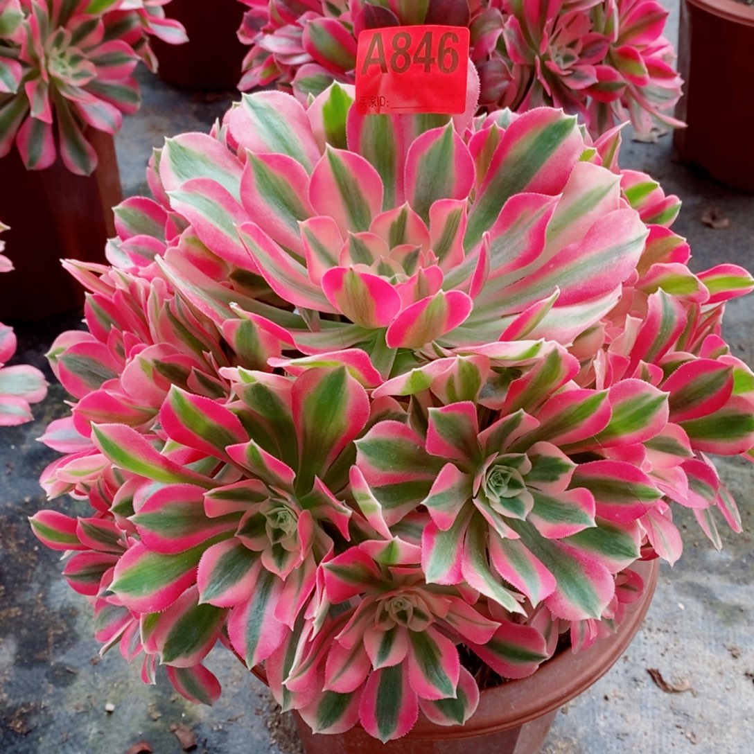 粉女巫846多肉11111