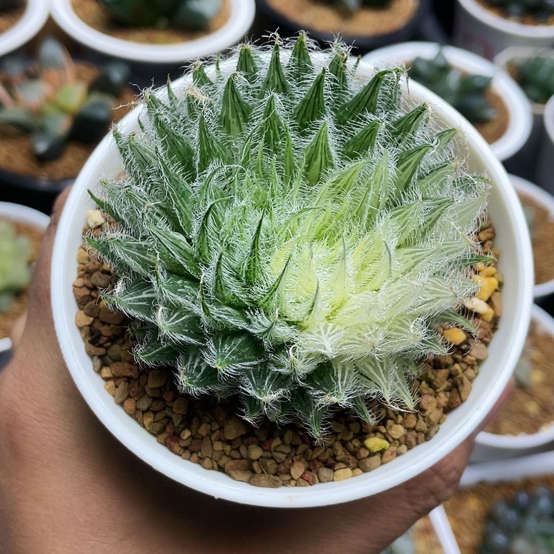 毛绒球实生玉露锦