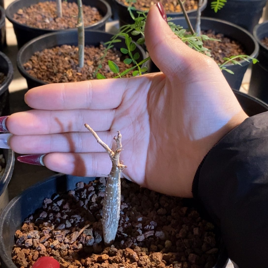 皮皮虾裂榄实生带盆发