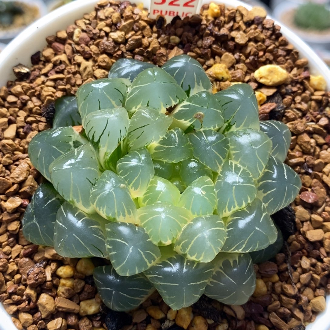 522湖水玉露十二卷多肉植物