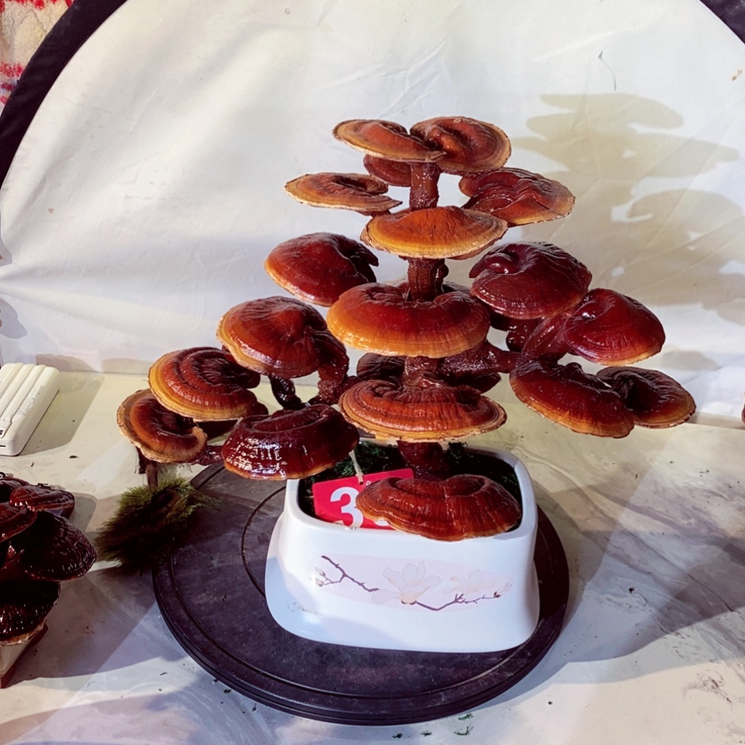 天***成无花朵发财树发财树发财树