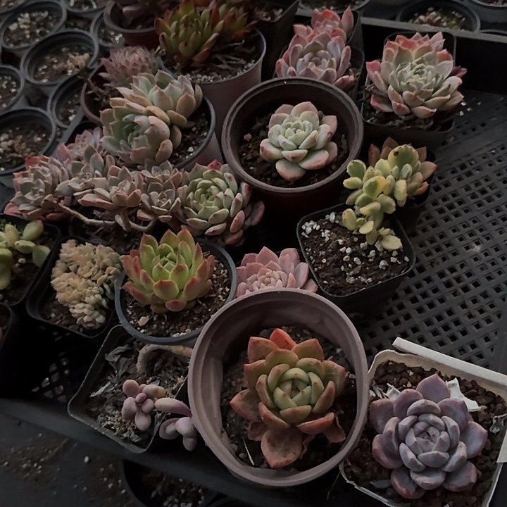 多肉植物一物一拍框拍