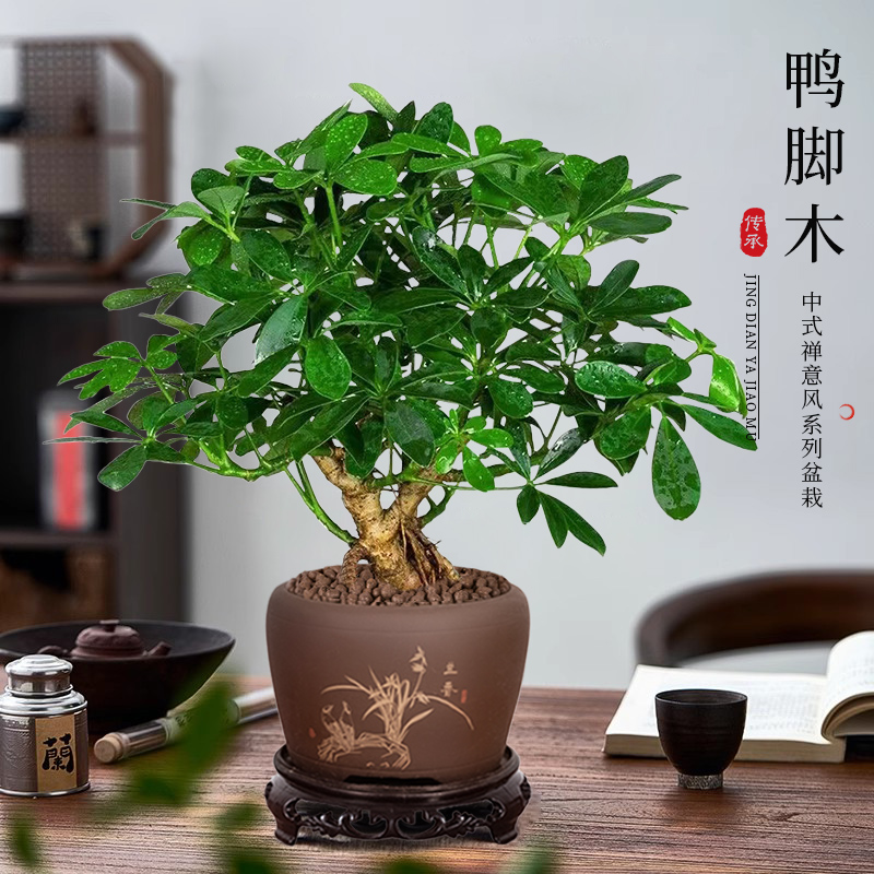 老桩七叶莲盆栽四季常青室内绿植客厅旺财盆景鸭脚木好养活