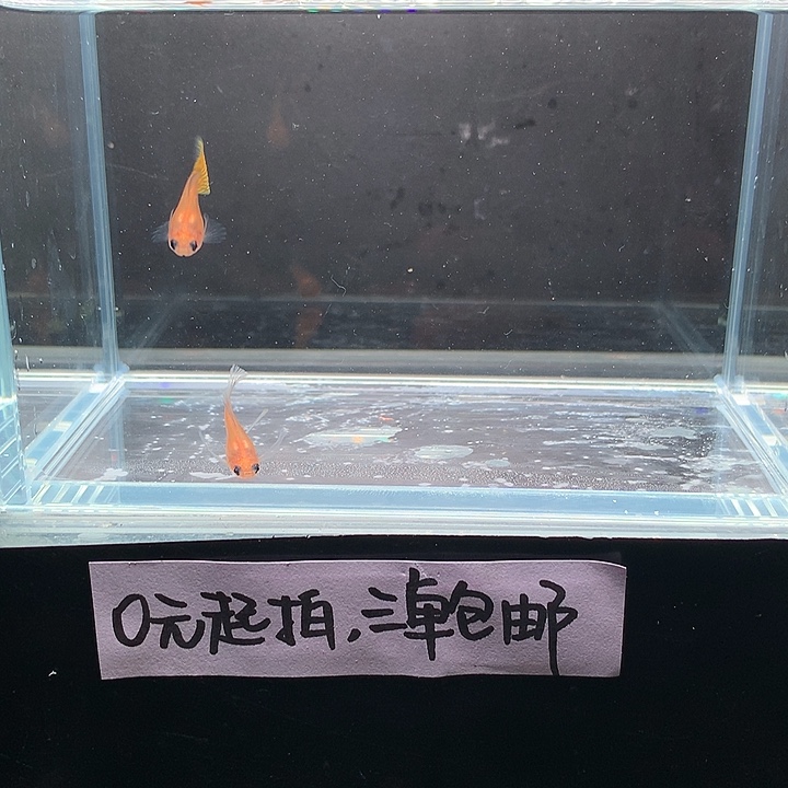 孔雀鱼黄蕾丝玻璃猫大c一对