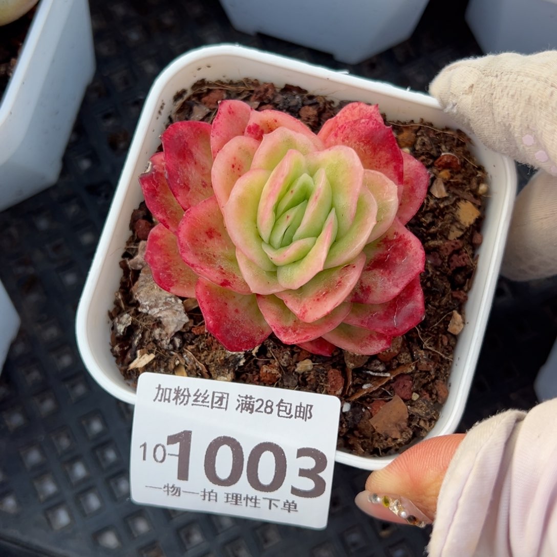 冰玫瑰多肉多肉多肉多肉