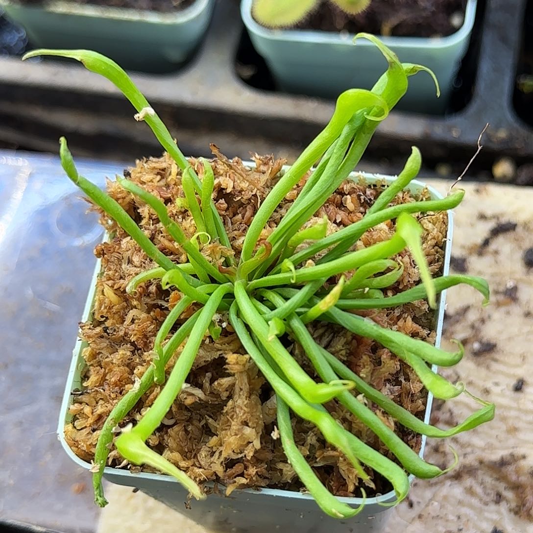 完全开放眼镜蛇瓶子