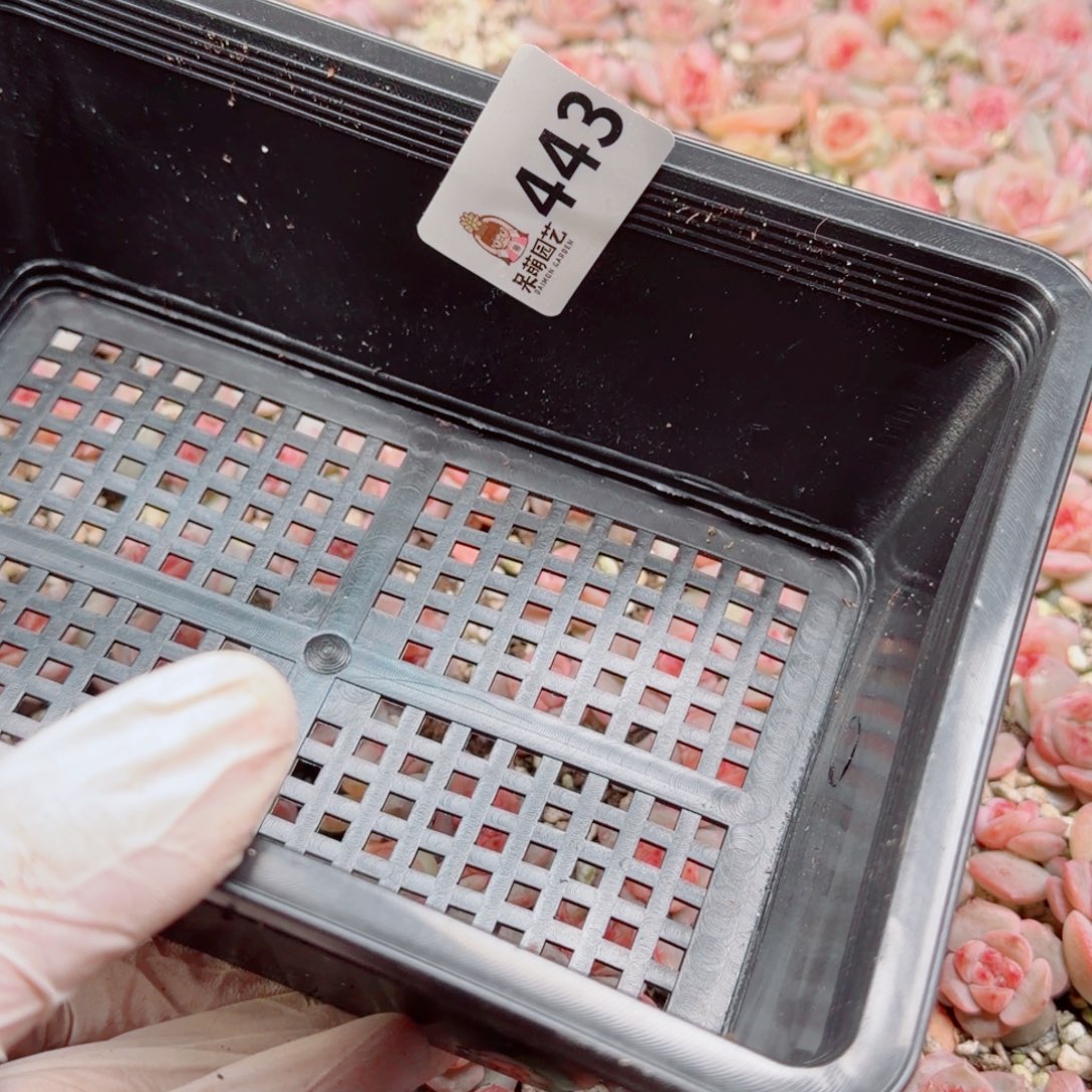 林***3多肉植物多肉植物