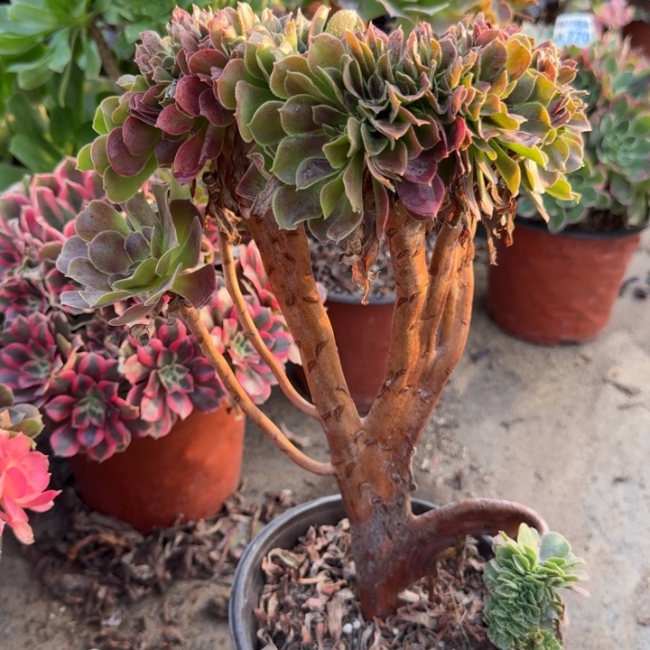 满20包邮发货，743柠檬缀