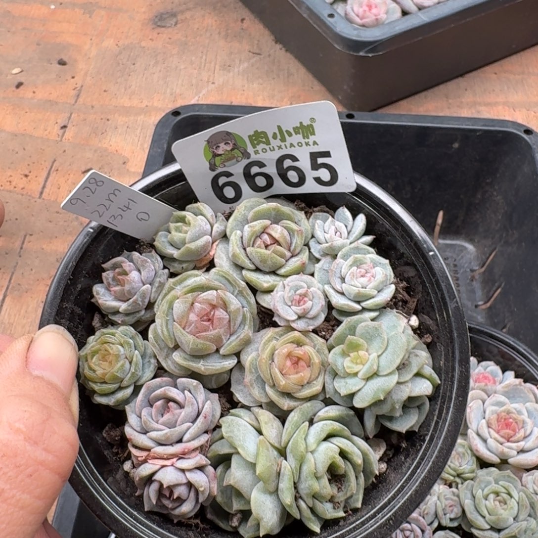 墨***儿多肉植物多肉植物