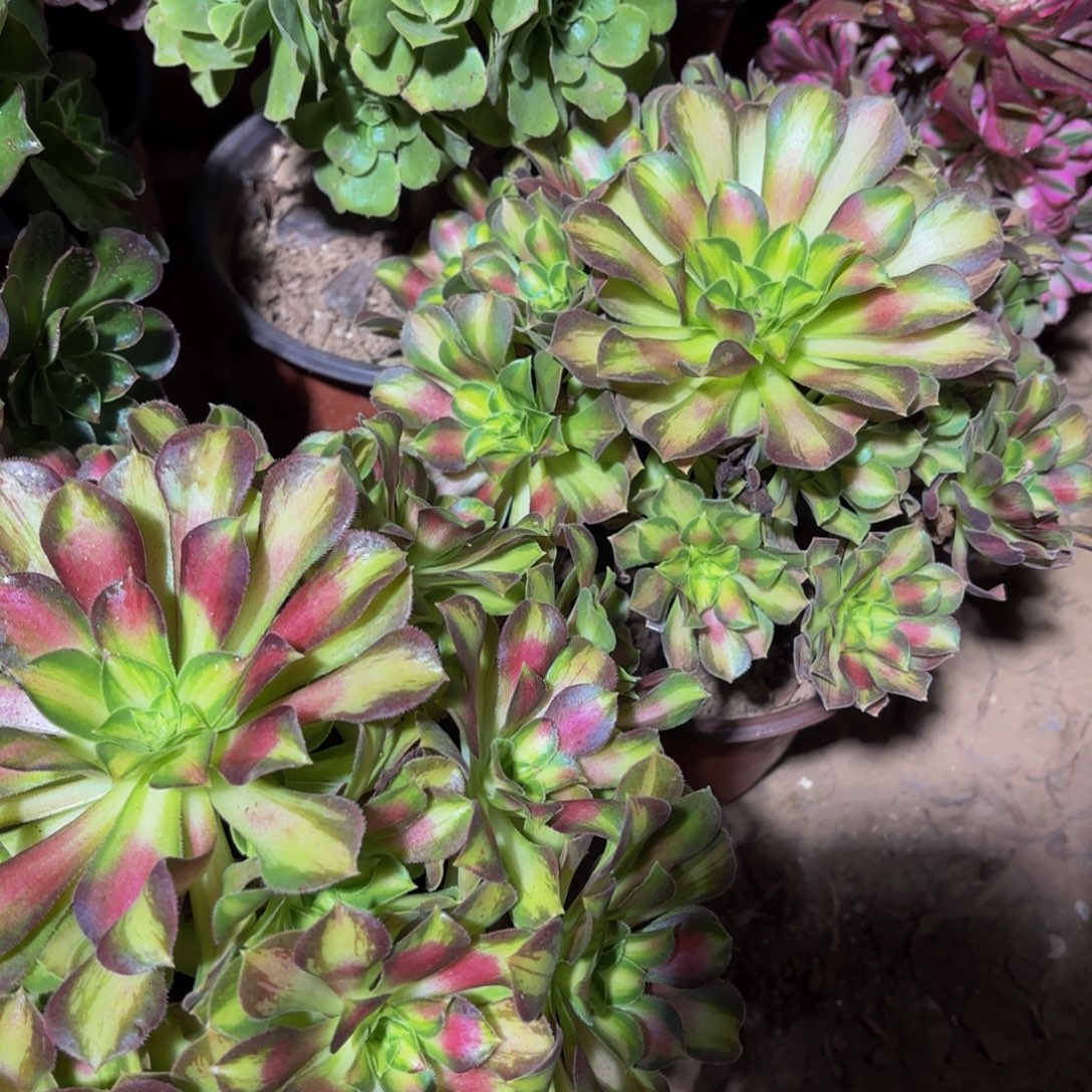 韶华木质老桩9.9法师