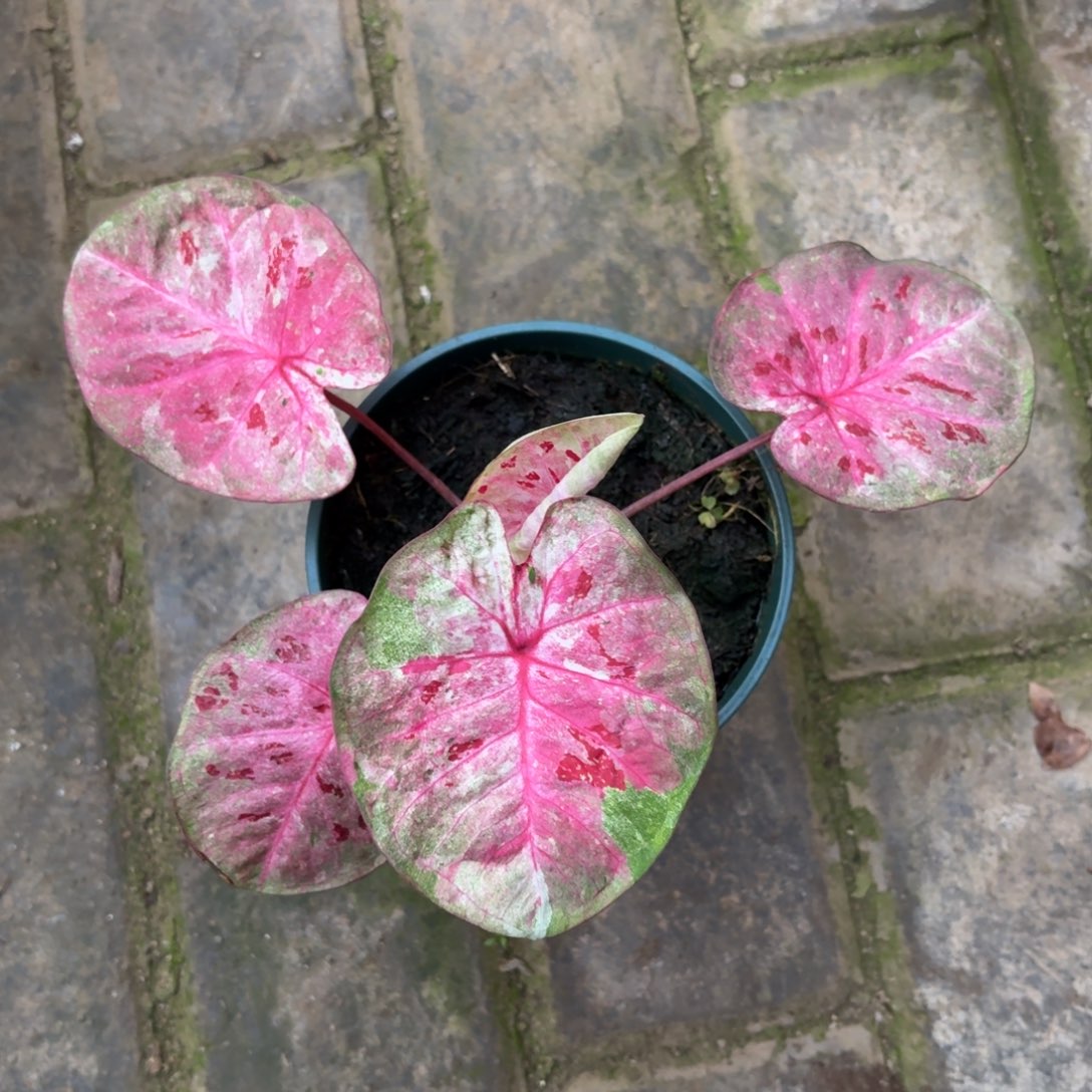 芭提雅泰国彩叶芋16-1202